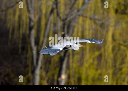 Vienna, Austria. Grey Heron (Ardea cinerea) Floridsdorf parco acquatico Foto Stock