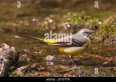 Gray wagtail, Motacilla cinerea, singolo adulto arroccato vicino alle acque del fiume, Regno Unito Foto Stock