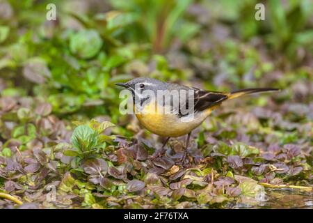 Gray wagtail, Motacilla cinerea, singolo adulto arroccato vicino alle acque del fiume, Regno Unito Foto Stock