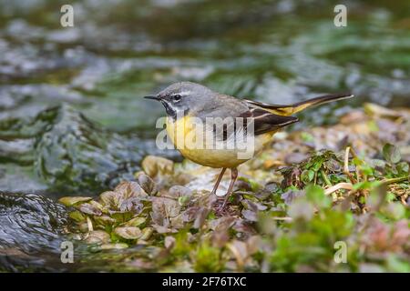 Gray wagtail, Motacilla cinerea, singolo adulto arroccato vicino alle acque del fiume, Regno Unito Foto Stock