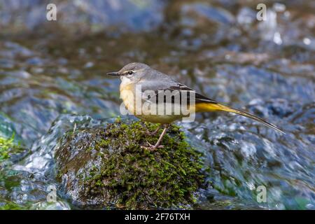 Gray wagtail, Motacilla cinerea, singolo adulto arroccato vicino alle acque del fiume, Regno Unito Foto Stock