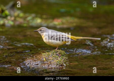 Gray wagtail, Motacilla cinerea, singolo adulto arroccato vicino alle acque del fiume, Regno Unito Foto Stock