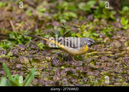 Gray wagtail, Motacilla cinerea, singolo adulto arroccato vicino alle acque del fiume, Regno Unito Foto Stock