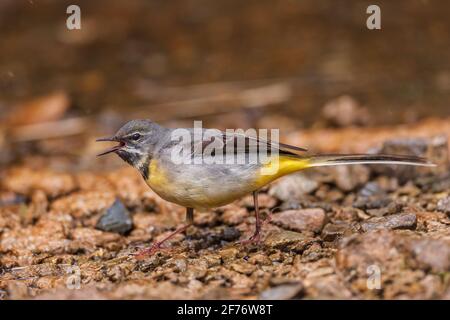 Gray wagtail, Motacilla cinerea, singolo adulto arroccato vicino alle acque del fiume, Regno Unito Foto Stock