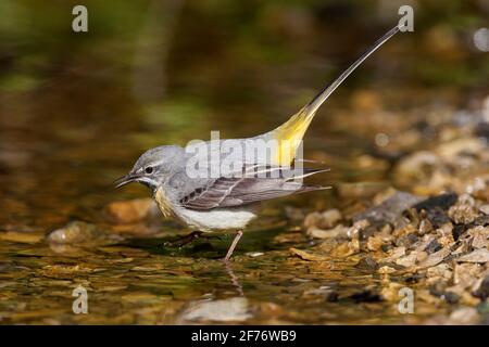 Gray wagtail, Motacilla cinerea, singolo adulto arroccato vicino alle acque del fiume, Regno Unito Foto Stock