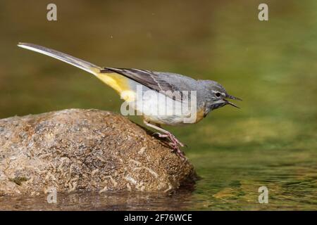 Gray wagtail, Motacilla cinerea, singolo adulto arroccato vicino alle acque del fiume, Regno Unito Foto Stock