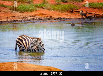 La zebra di Grevy in piedi in acqua in un lago. Bagno, fresco e drink. Si tratta di una foto della fauna selvatica in Africa, Kenya, Tsavo East National Park. Foto Stock