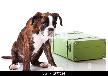 Boxer cane che imballava i suoi bagagli Foto Stock