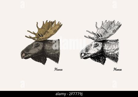 Corno e animali antlers. Alci o alci o cervi. Schizzo inciso disegnato a mano Illustrazione Vettoriale