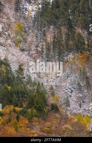 Autunno boschi misti e torrenti che discendono dalla valle Besiberri alla valle Barrabés (Valle Aran, Pirenei, Catalogna, Spagna) Foto Stock