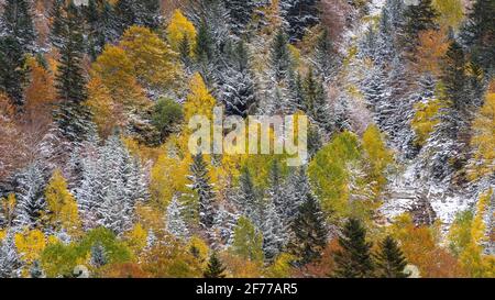 Autunno boschi misti e torrenti che discendono dalla valle Besiberri alla valle Barrabés (Valle Aran, Pirenei, Catalogna, Spagna) Foto Stock