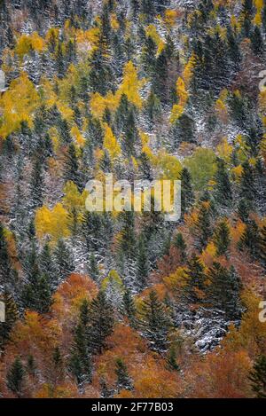 Autunno boschi misti e torrenti che discendono dalla valle Besiberri alla valle Barrabés (Valle Aran, Pirenei, Catalogna, Spagna) Foto Stock