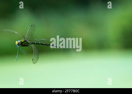 Southern Hawker mangiare comune Blue Damselfly in volo Foto Stock