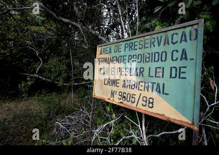 Itanagra, bahia / brasile - 22 novembre 2018: Altantica Foresta nella riserva forestale Lontras nel comune di Itanagra. *** Local Caption *** . Foto Stock