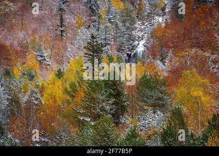 Autunno boschi misti e torrenti che discendono dalla valle Besiberri alla valle Barrabés (Valle Aran, Pirenei, Catalogna, Spagna) Foto Stock