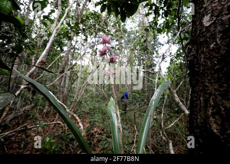 Itanagra, bahia / brasile - 22 novembre 2018: Pianta di bromeliad della riserva forestale di Lontras nel comune di Itanagra. *** Local Caption *** Foto Stock