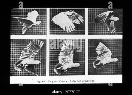 Immagine Skiopticon del Dipartimento di Fotografia del Royal Institute of Technology. Utilizzo da parte del professor Helmer Bäckström come materiale didattico. Bäckström è stato il primo professore svedese di fotografia al Royal Institute of Technology di Stoccolma 1948-1958. Volare Kakadua. Fotografia in serie eseguita da Muybridge. Foto Stock