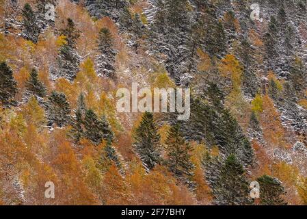 Autunno boschi misti e torrenti che discendono dalla valle Besiberri alla valle Barrabés (Valle Aran, Pirenei, Catalogna, Spagna) Foto Stock