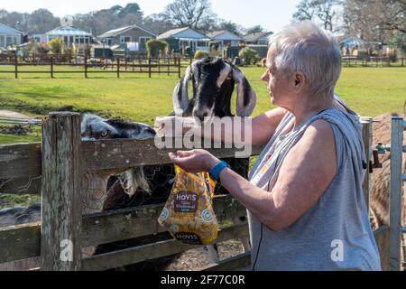 Donna che alimenta scarti a capre, Hampshire, Regno Unito Foto Stock