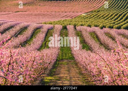 Alberi da frutto in fiore (alberi di pesche) nei campi vicino al villaggio di Sunyer in primavera (Lleida, Catalogna, Spagna) ESP: Floración en los campos de árboles frutales Foto Stock