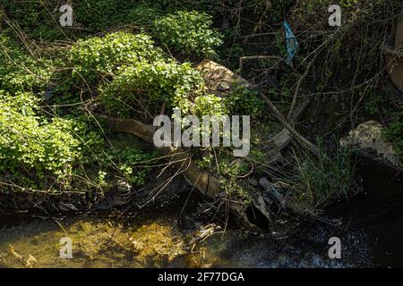 Una vettura arrugginente è stata coperta da erbacce e arbusti Foto Stock