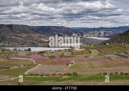 Campi di alberi da frutto a Mequinenza, visti da vicino al Castello di Mequinenza (Bajo Cinca, Aragona, Spagna) ESP: Campos de árboles frutales de Mequinenza Foto Stock