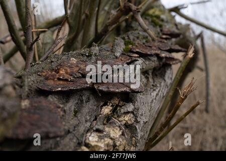 Un Ganoderma applanatum o una staffa di artista un fungo con un distribuzione cosmopolita su un vecchio tronco Foto Stock