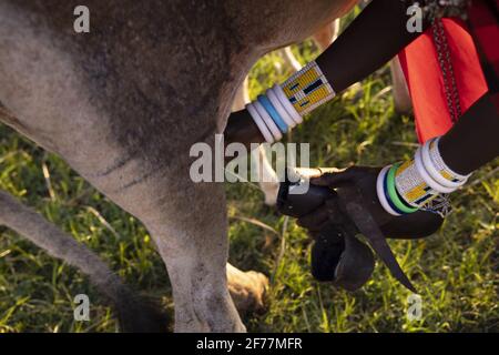 Tanzania, Ngorongoro, regione di Arusha, Boma Mokila, zona protetta di Ngorongoro, Il momento della mungitura a Boma alla fine della giornata Foto Stock