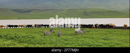 Tanzania, regione di Arusha, Parco Nazionale di Serengeti, patrimonio mondiale dell'UNESCO, illustrazione della convivenza tra vita selvatica e allevamento, tutti gli animali si incontrano al punto d'acqua, Foto Stock