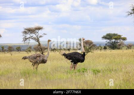 Tanzania, regione di Arusha, Parco Nazionale di Serengeti, patrimonio mondiale dell'UNESCO, due ostrichi (Struthio camelus) nella savana Foto Stock