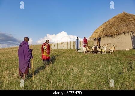 Tanzania, Ngorongoro, regione di Arusha, Boma Mokila, zona protetta di Ngorongoro, Le capre tornano al recinto di Boma alla fine della giornata Foto Stock