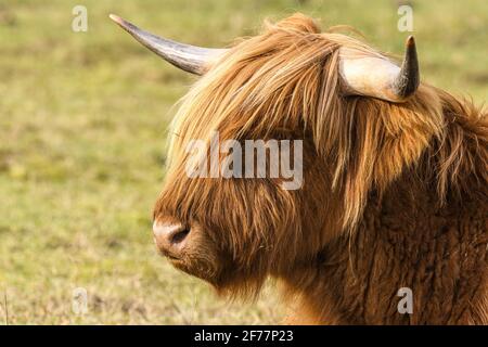 Francia, Somme, Baia della Somme, le Crotoy, Scottish Highland bovini nella baia della Somme utilizzati per il pascolo e la manutenzione della paludi crotoy Foto Stock