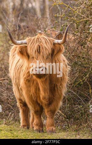 Francia, Somme, Baia della Somme, le Crotoy, Scottish Highland bovini nella baia della Somme utilizzati per il pascolo e la manutenzione della paludi crotoy Foto Stock