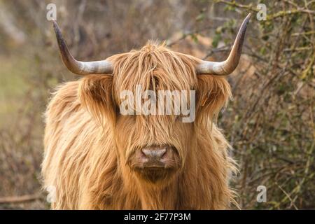 Francia, Somme, Baia della Somme, le Crotoy, Scottish Highland bovini nella baia della Somme utilizzati per il pascolo e la manutenzione della paludi crotoy Foto Stock