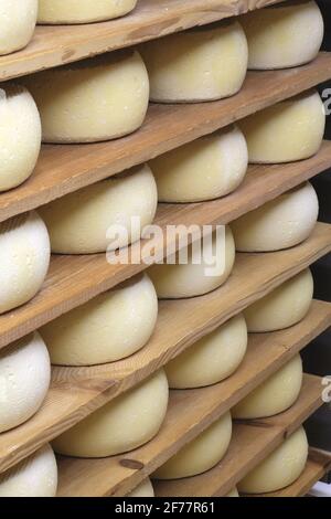 Francia, Ariege, Engomer, le Moulin Gourmand, i formaggi di Bethmale (l'Estive) sono tomi dei Pirenei a base di latte crudo di vacca in una cantina di maturazione Foto Stock