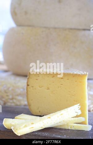 Francia, Ariege, Engomer, le Moulin Gourmand, formaggi di Bethmale (l'Estive) che è un volume dei Pirenei a base di latte crudo di vacca Foto Stock