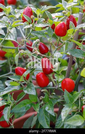 Capsicum annuum. Frutta di chili. Foto Stock