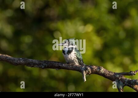 Brasile, Mato Grosso do sul, Pantanal, Martin pescatore verde (Chloroceryle americana), femmina adulta Foto Stock