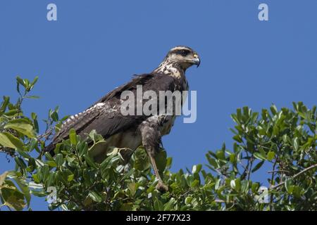 Brasile, Mato Grosso do sul, Pantanal, Grande falco nero (Buteogallus urubitinga), immaturo Foto Stock