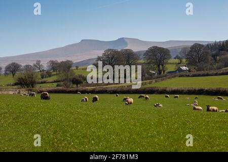 Pascolo di pecora di fronte a Penyfan e al Corn Du, le vette più alte sulle montagne Beacon di Brecon nel Galles del Sud, Regno Unito Foto Stock