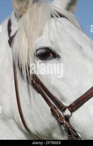 dettaglio dell'occhio di cavallo bianco all'aperto Foto Stock