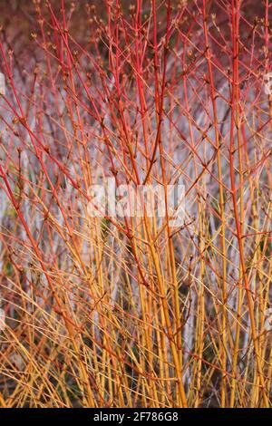 Inverno steli di Cornus sanguinea 'Midwinter Fire". Foto Stock