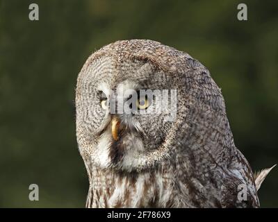 Profilo ritratto di gattino captive Great Grey Owl, (Strix nebuulosa) con grande dettaglio di piume in un centro di falconeria nello Yorkshire, Inghilterra, Regno Unito Foto Stock