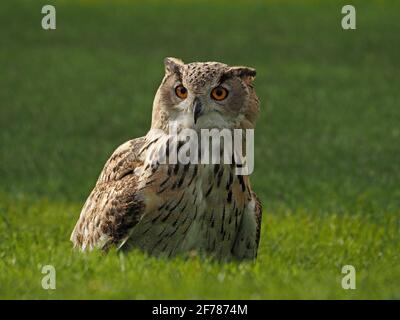 Ritratto di gufo dell'aquila eurasiatica (Bubo bubo) in cattività di vigilanza sul terreno in erba in un centro di falconeria nello Yorkshire, Inghilterra, Regno Unito Foto Stock
