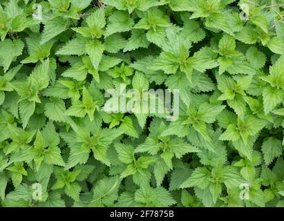 Fondo di erbe con molte piante di ortica fresche (Urtica) Foto Stock