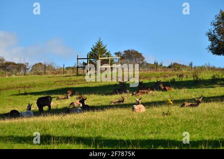 Castello di Culzean in blocco Foto Stock