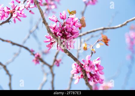 Fiori rosa di primavera che germogliano dai rami di un albero in una giornata di sole. Ciliegi. Natura. Foto Stock