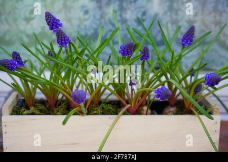 giacinti d'uva muscari in pentola di piante di legno di fronte finestra Foto Stock