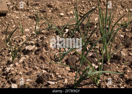 I capesante che crescono dalla terra in primavera, conosciuti anche come cipolle primaverili e cipolle verdi. Verdure Sibies che crescono in una fattoria Foto Stock