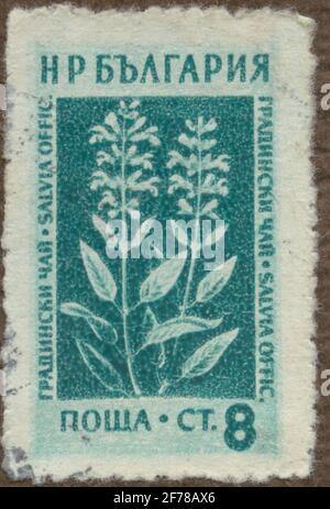 Timbro dell'incarico filatelista di Gösta Bodman, iniziato il 1950.il timbro dalla Bulgaria, 1953. Moto di pianta medicinale: Salvia officinalis. Foto Stock